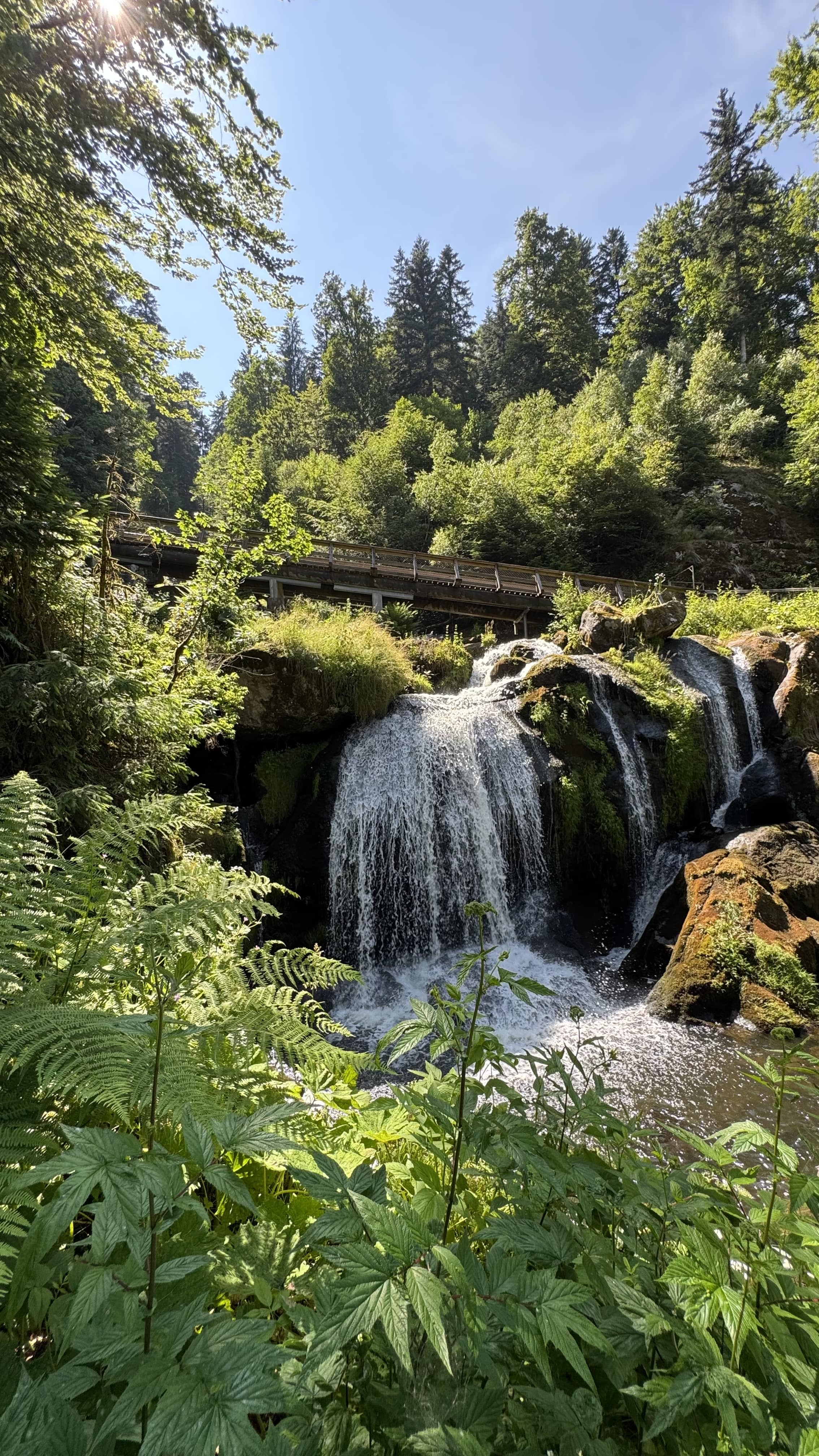 Black Forest cake and café experience in Triberg