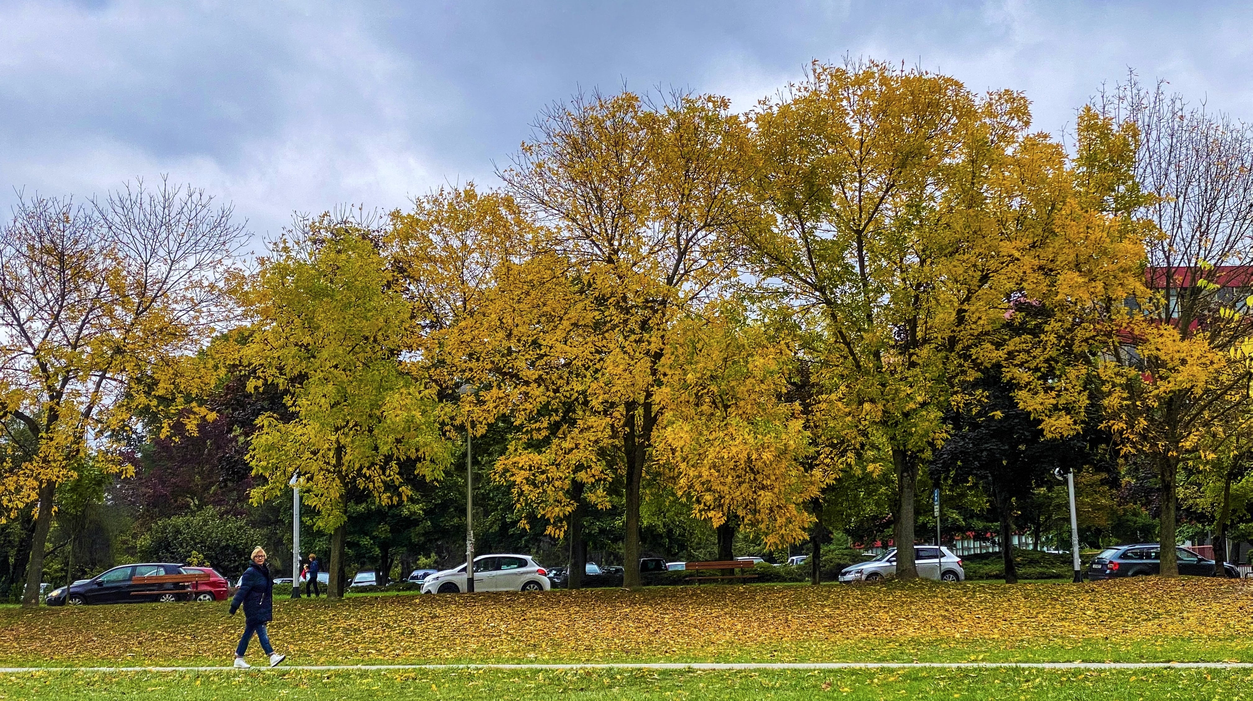 Autumn leaves in Zagreb city park – the season adding a golden touch to my solo trip